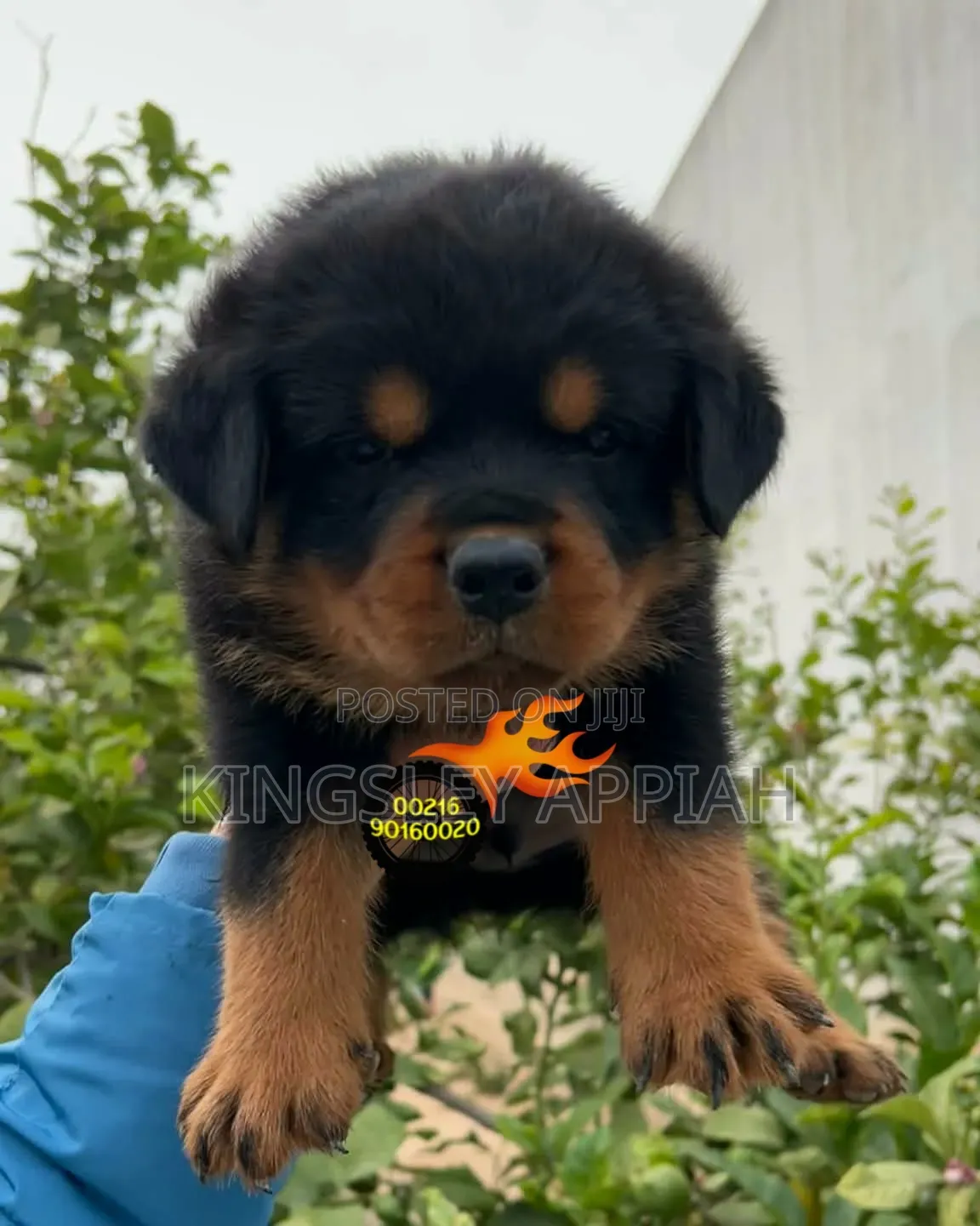 1-3 months Male Purebred Rottweiler