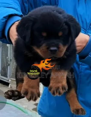 1-3 months Male Purebred Rottweiler
