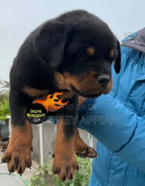1-3 months Male Purebred Rottweiler