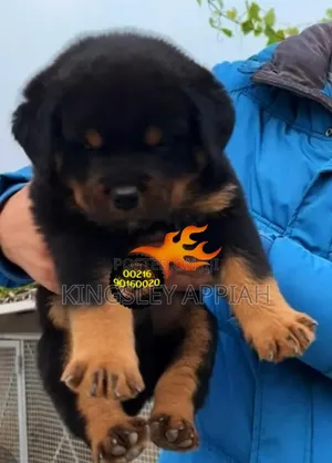 1-3 months Male Purebred Rottweiler