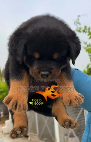 1-3 months Male Purebred Rottweiler