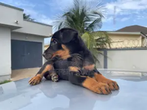 1-3 months Male Purebred Doberman Pinscher