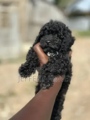 1-3 months Female Purebred Poodle