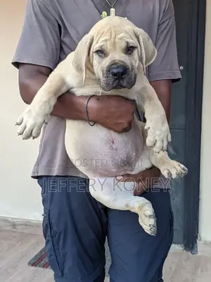 1-3 months Male Purebred Boerboel