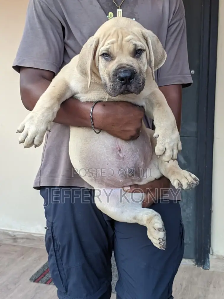 1-3 months Male Purebred Boerboel