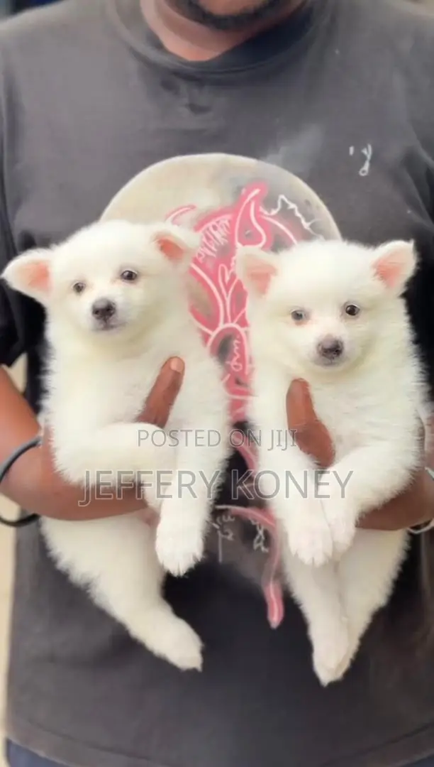 1-3 months Male Purebred American Eskimo
