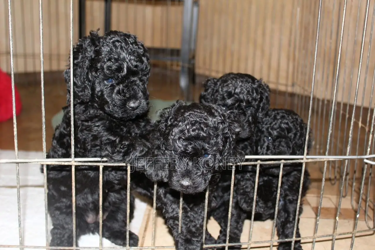 1-3 months Female Purebred Poodle