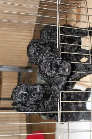 1-3 months Female Purebred Poodle