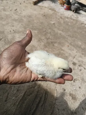 Day Old Brahma Chicken for Sale