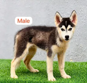 1-3 months Male Purebred Siberian Husky