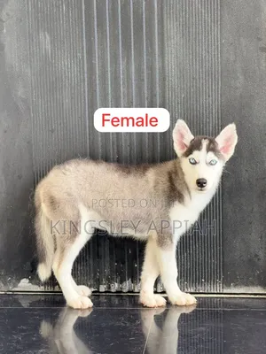 1-3 months Male Purebred Siberian Husky