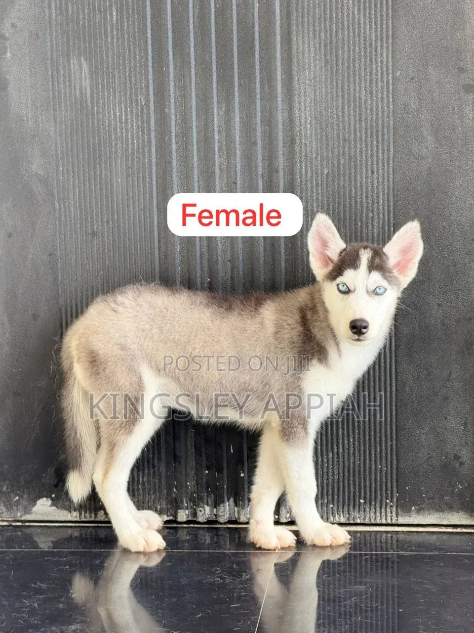 1-3 months Male Purebred Siberian Husky
