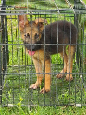 1-3 months Male Purebred German Shepherd