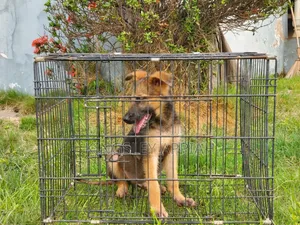 1-3 months Male Purebred German Shepherd