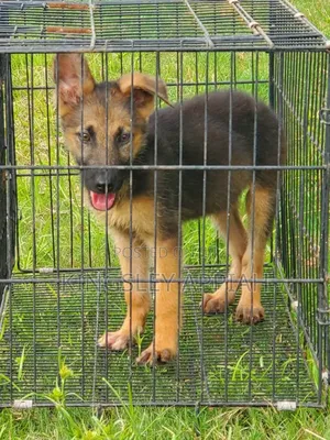 1-3 months Male Purebred German Shepherd