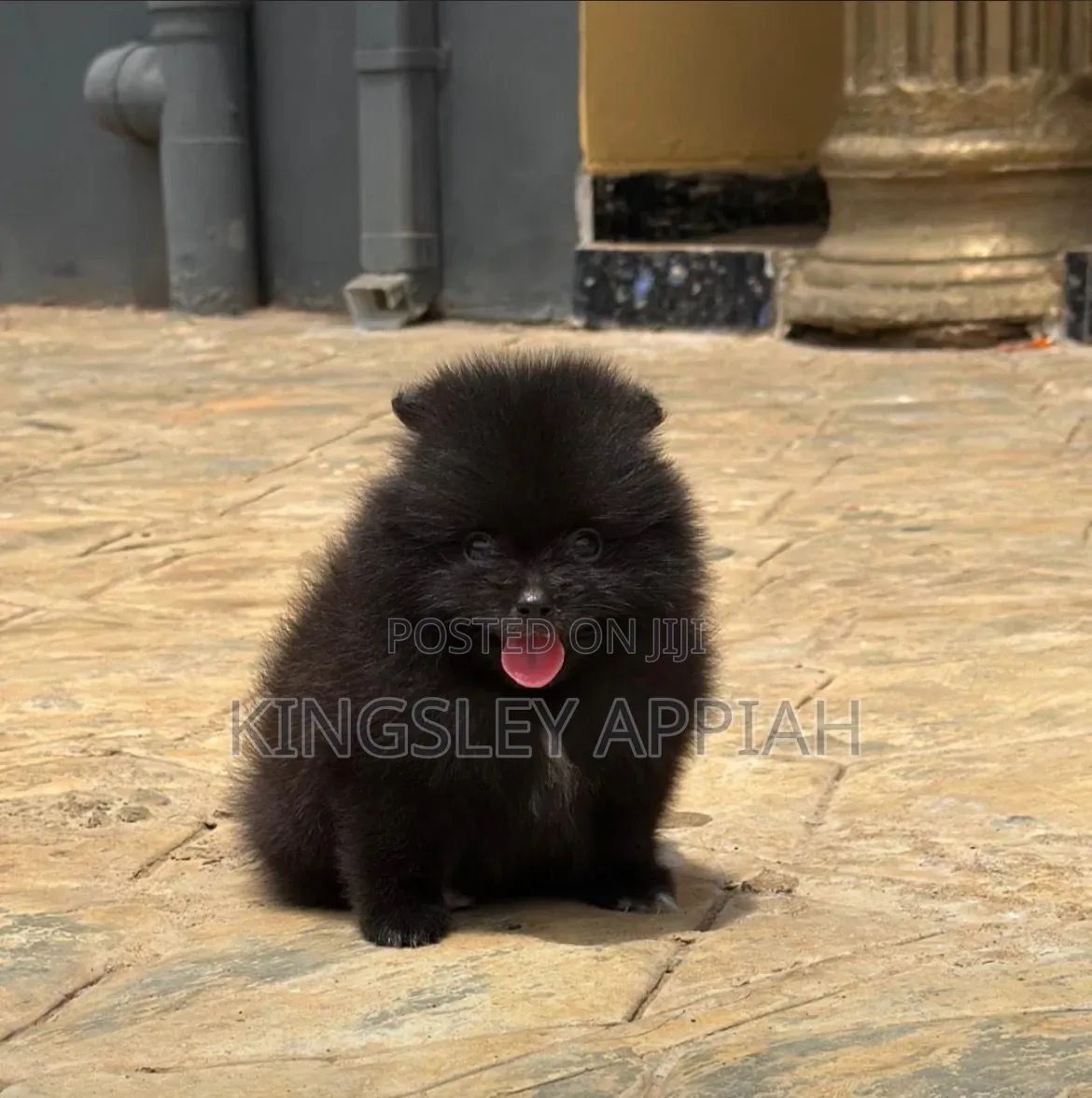 1-3 months Female Purebred Pomeranian
