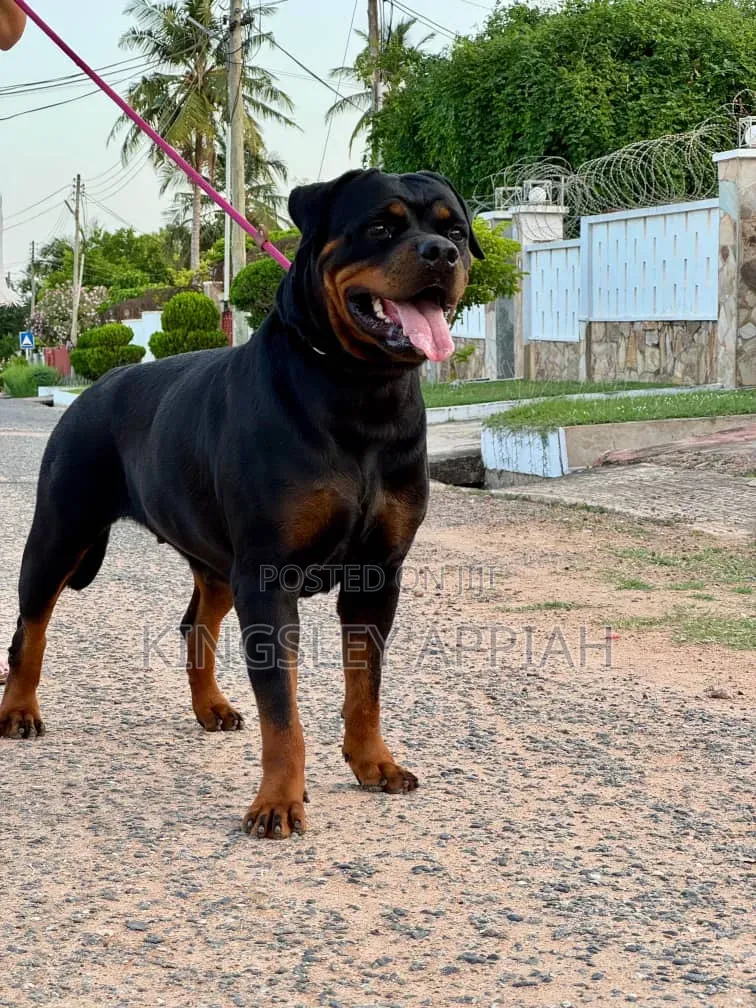 1+ year Female Purebred Rottweiler