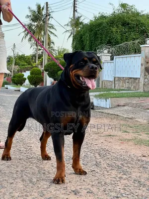 1+ year Female Purebred Rottweiler