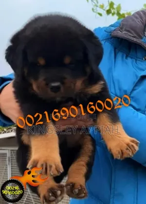 1-3 months Female Purebred Rottweiler