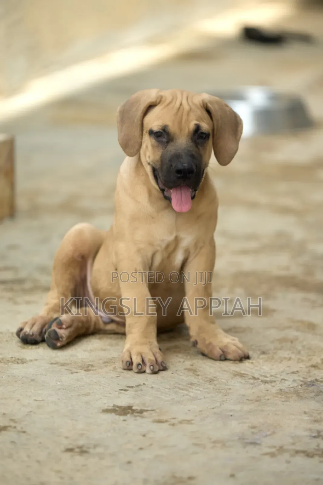 1-3 months Female Purebred Boerboel