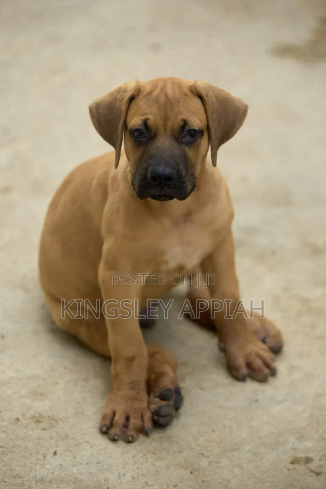 1-3 months Female Purebred Boerboel