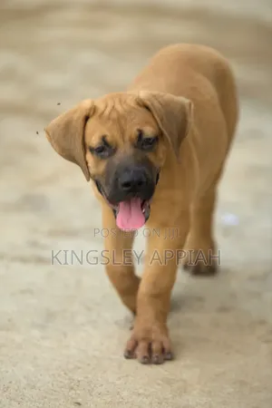 1-3 months Female Purebred Boerboel
