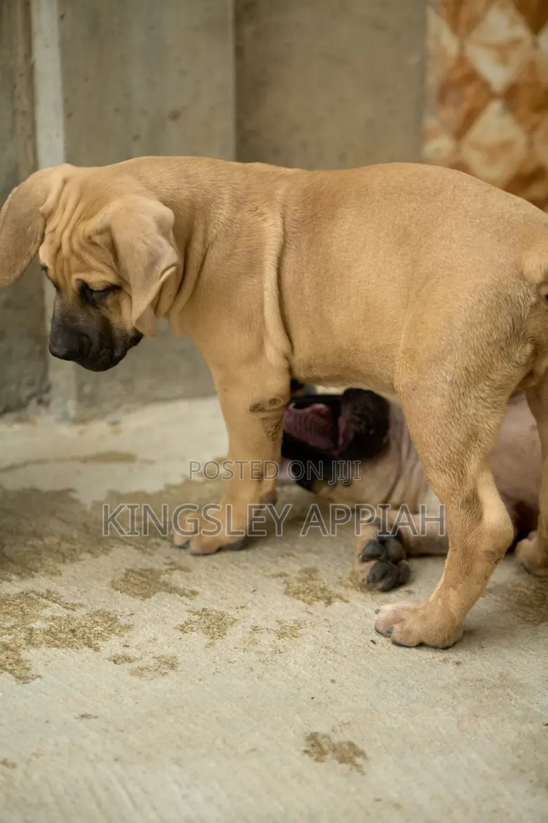 1-3 months Female Purebred Boerboel
