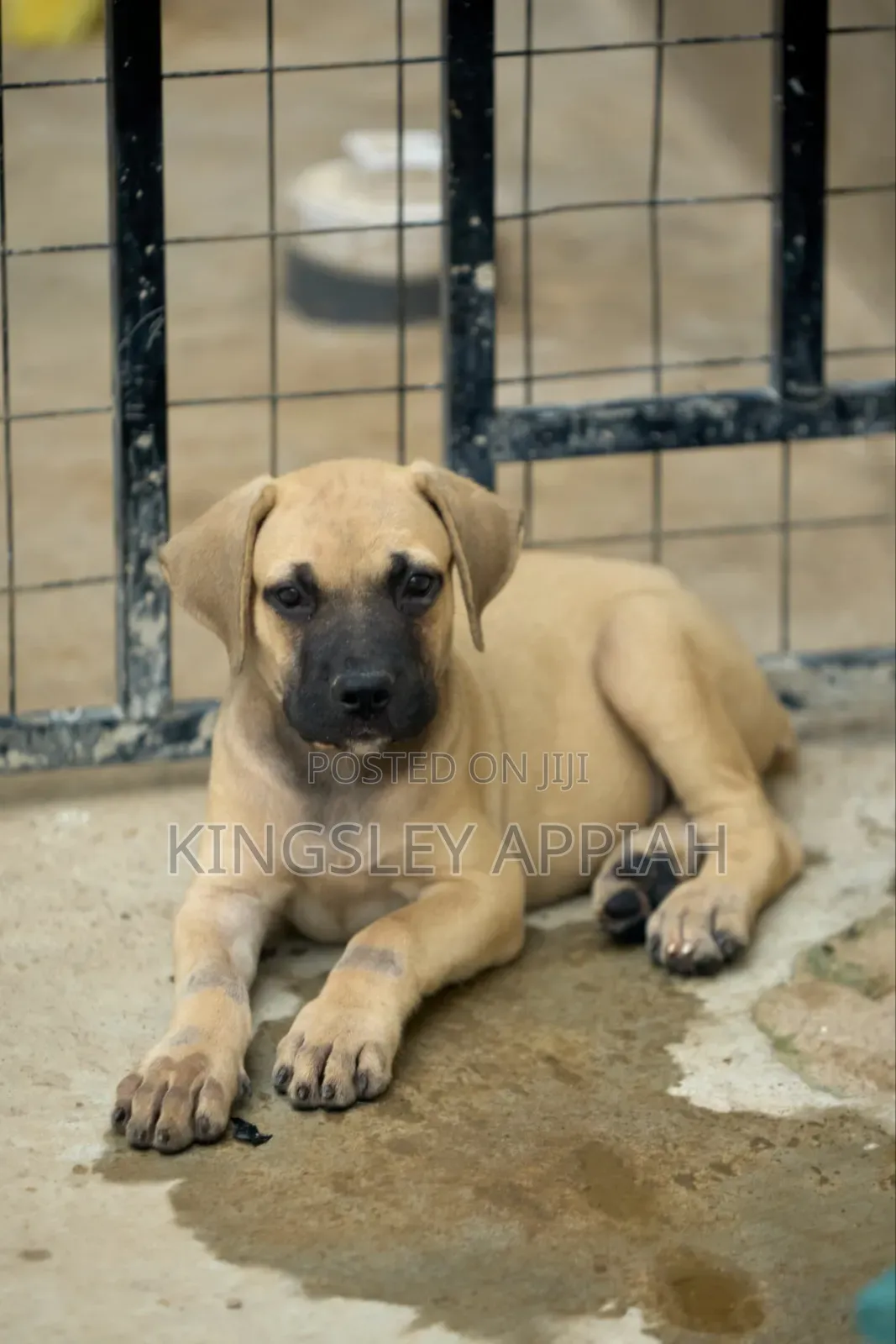 1-3 months Female Purebred Boerboel