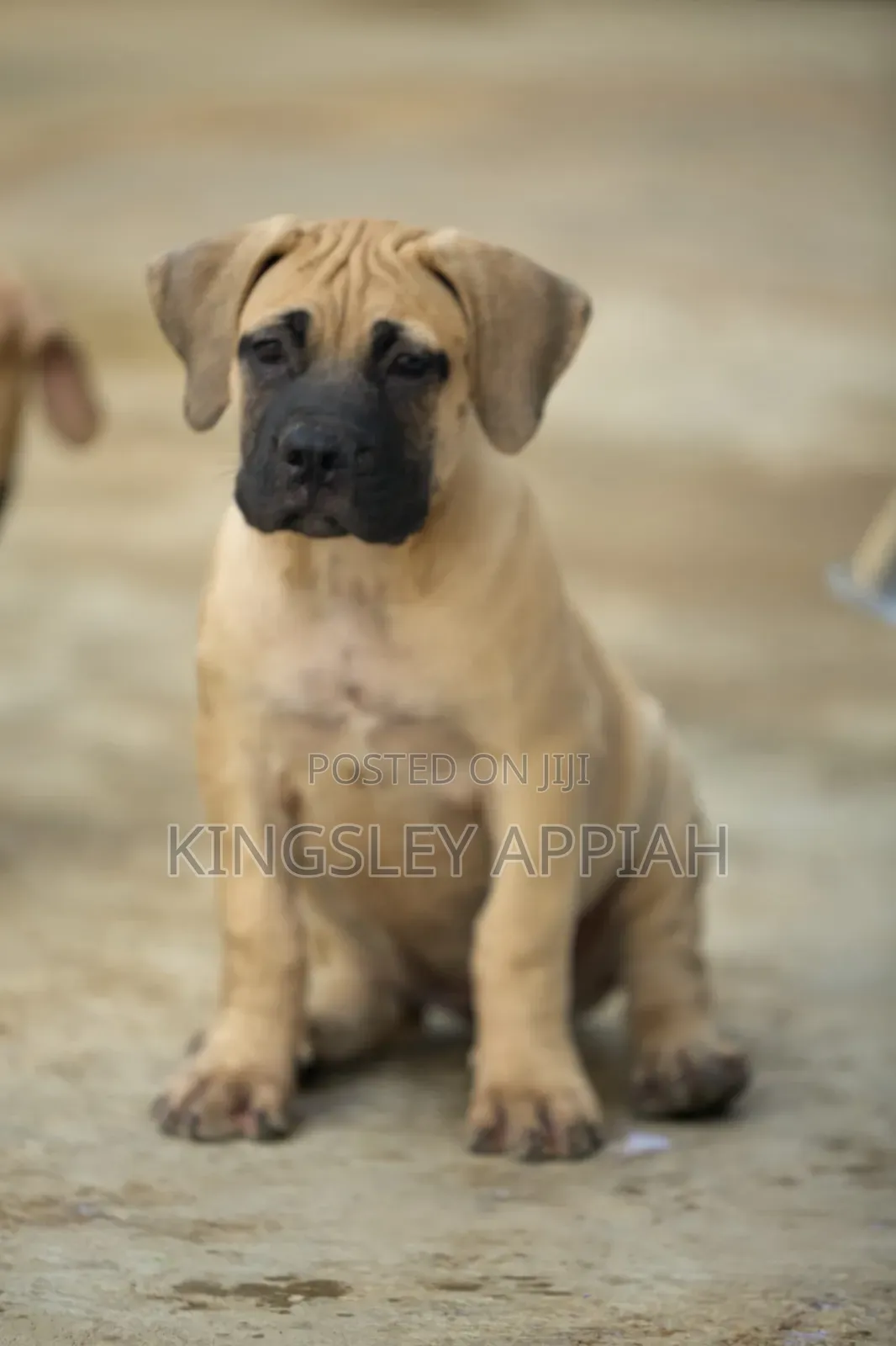 1-3 months Female Purebred Boerboel