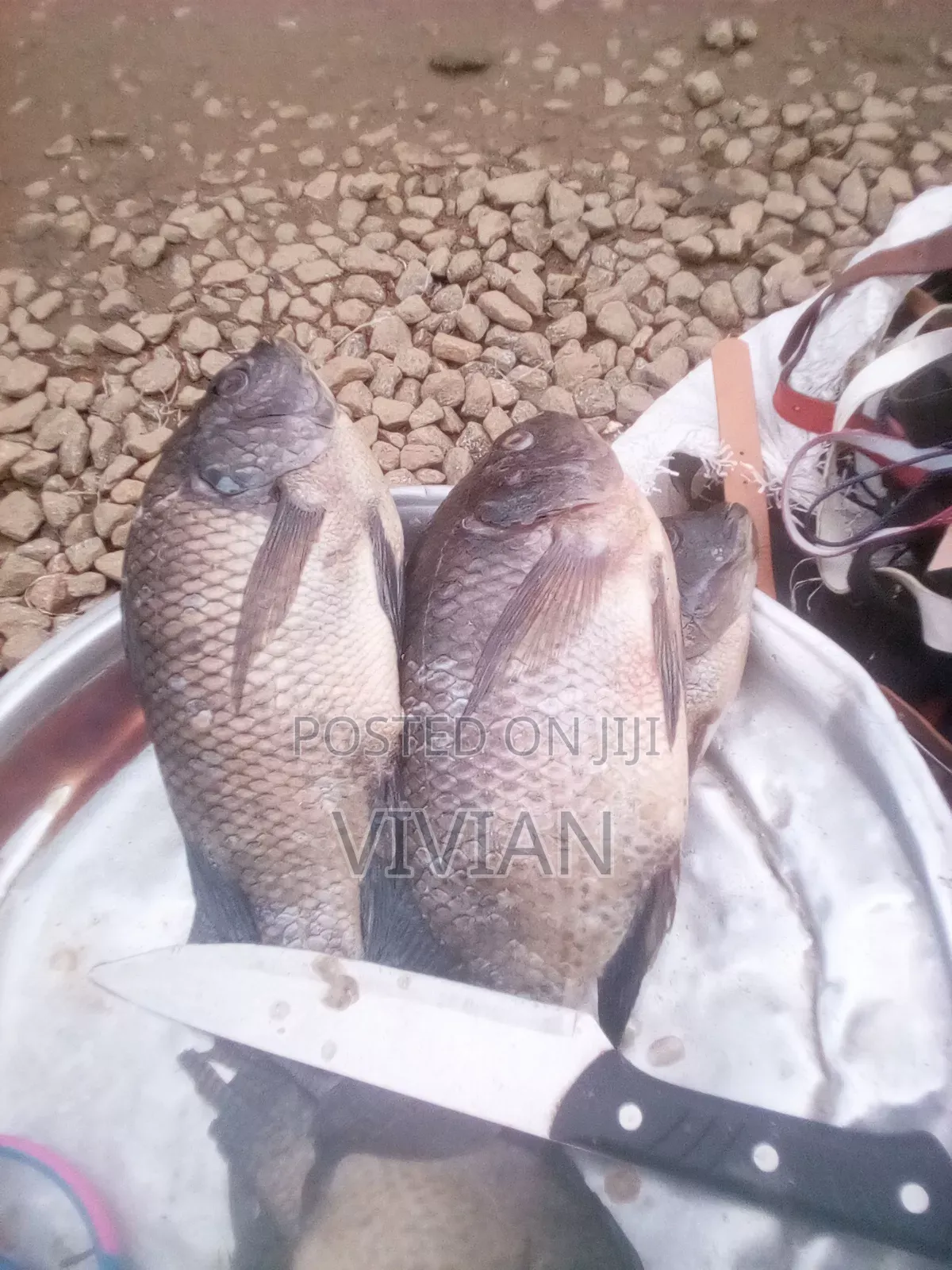 Fresh Tilapia
