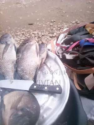 Fresh Tilapia