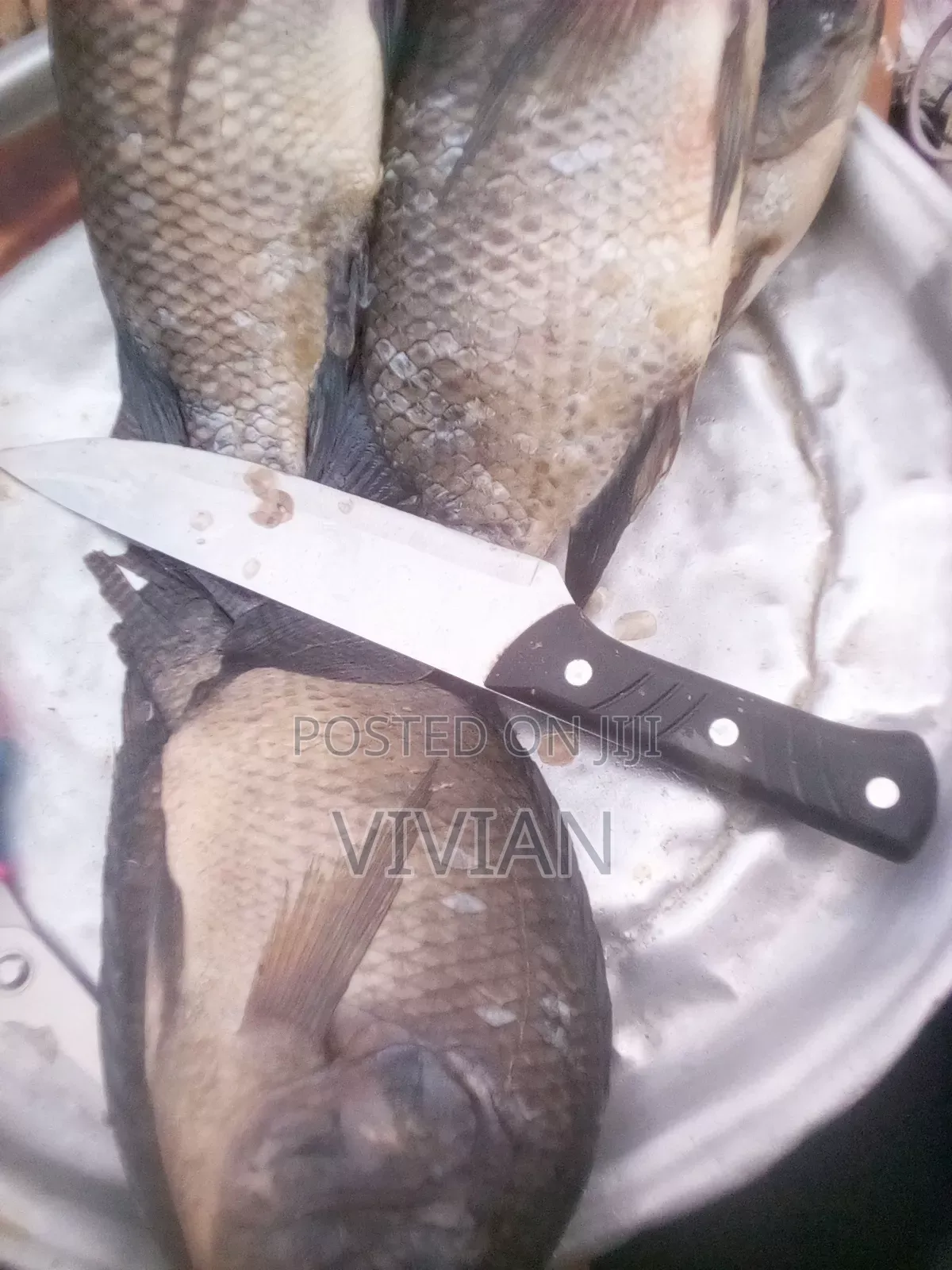 Fresh Tilapia