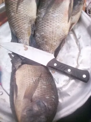 Fresh Tilapia