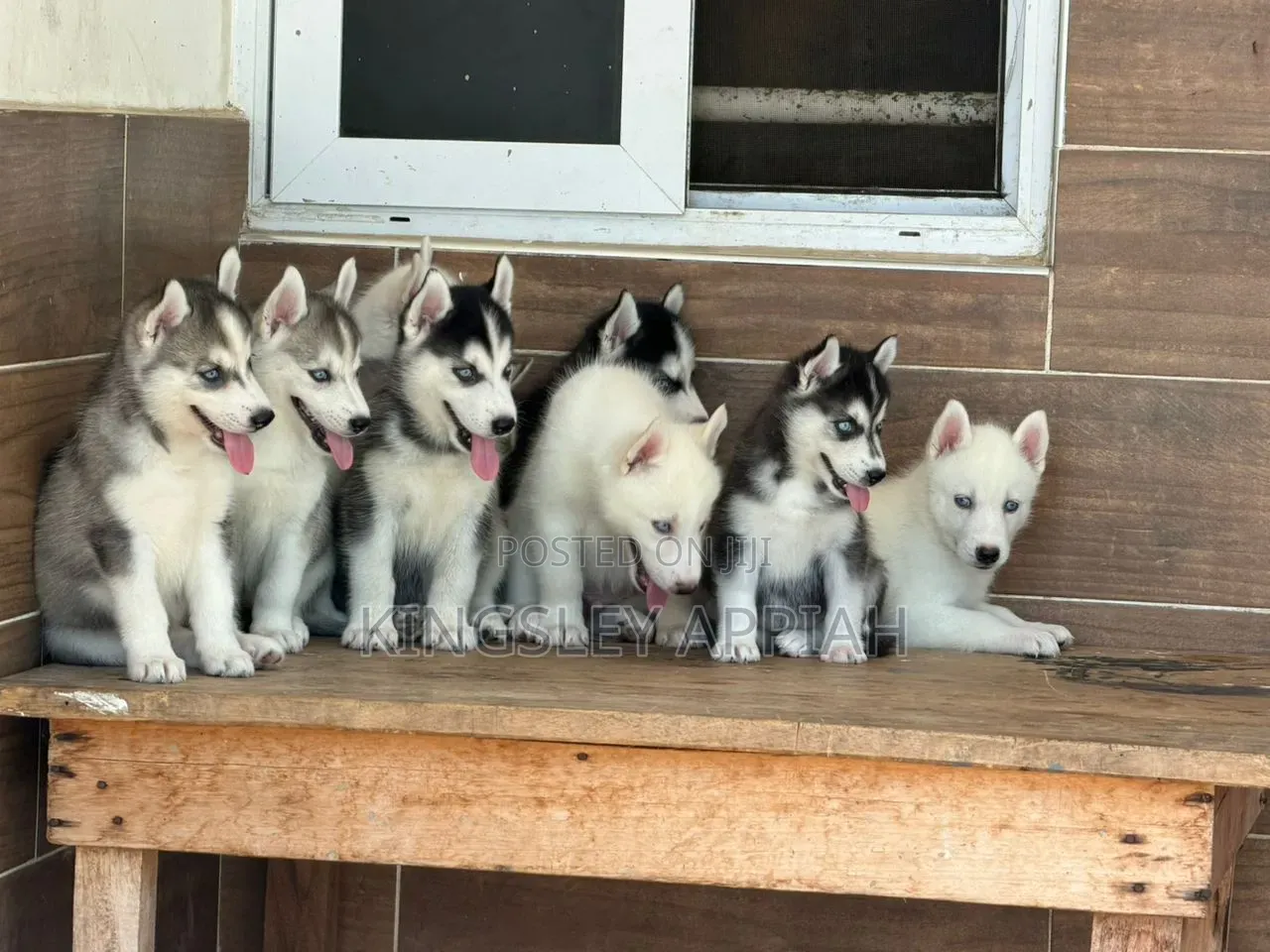 1-3 months Male Purebred Siberian Husky