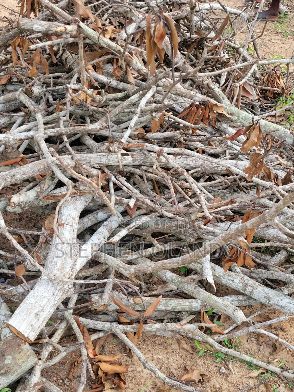Firewood in Large Quantity