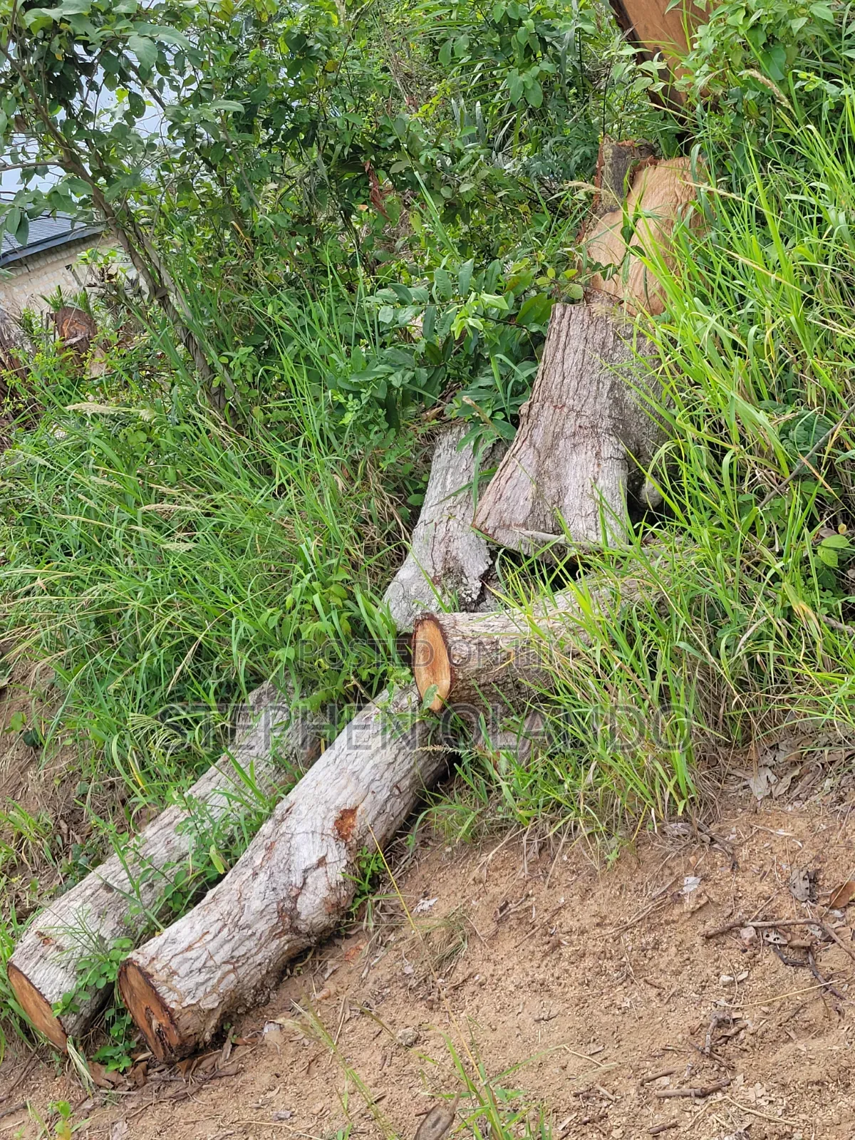 Firewood in Large Quantity