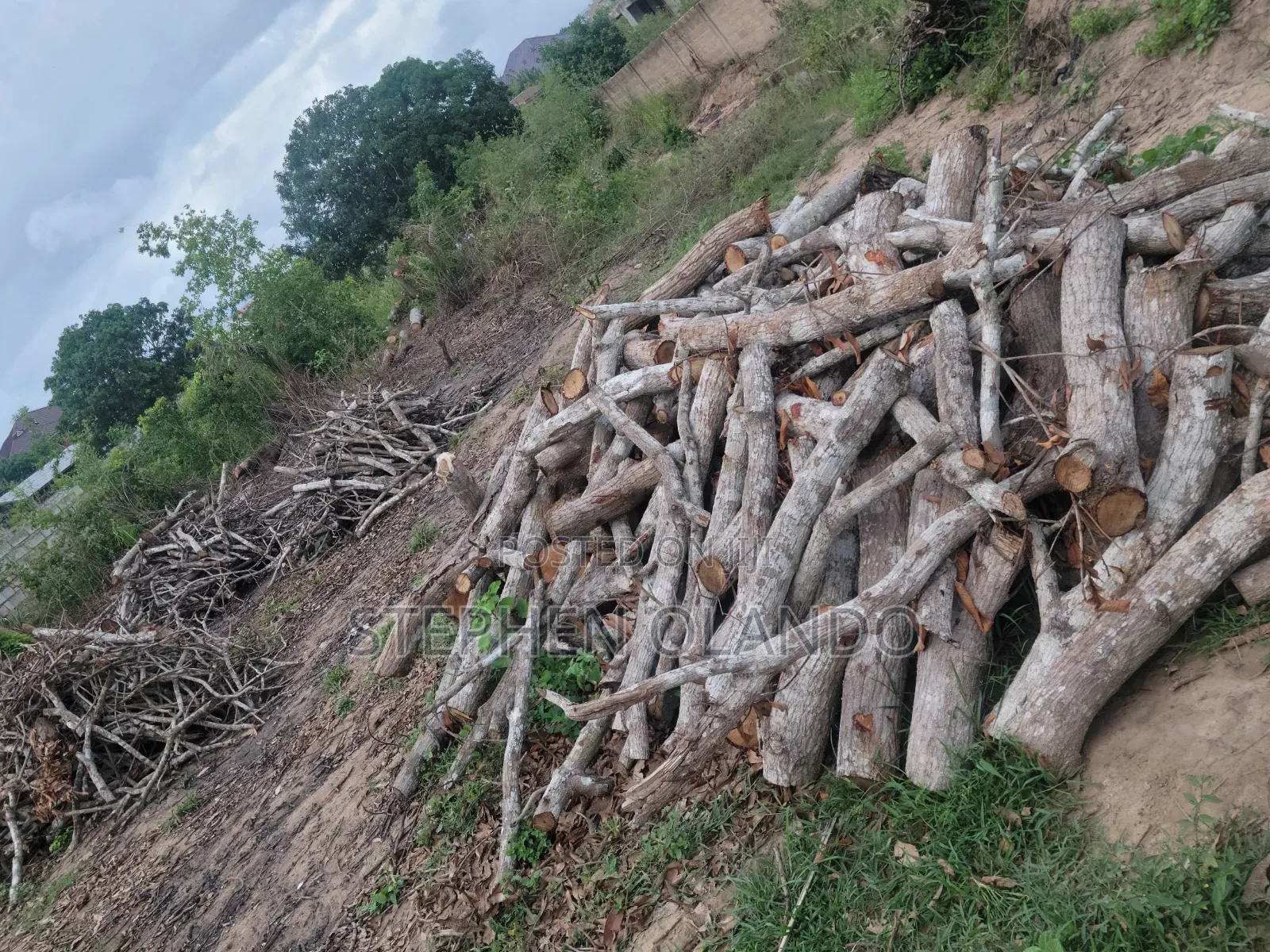 Firewood in Large Quantity