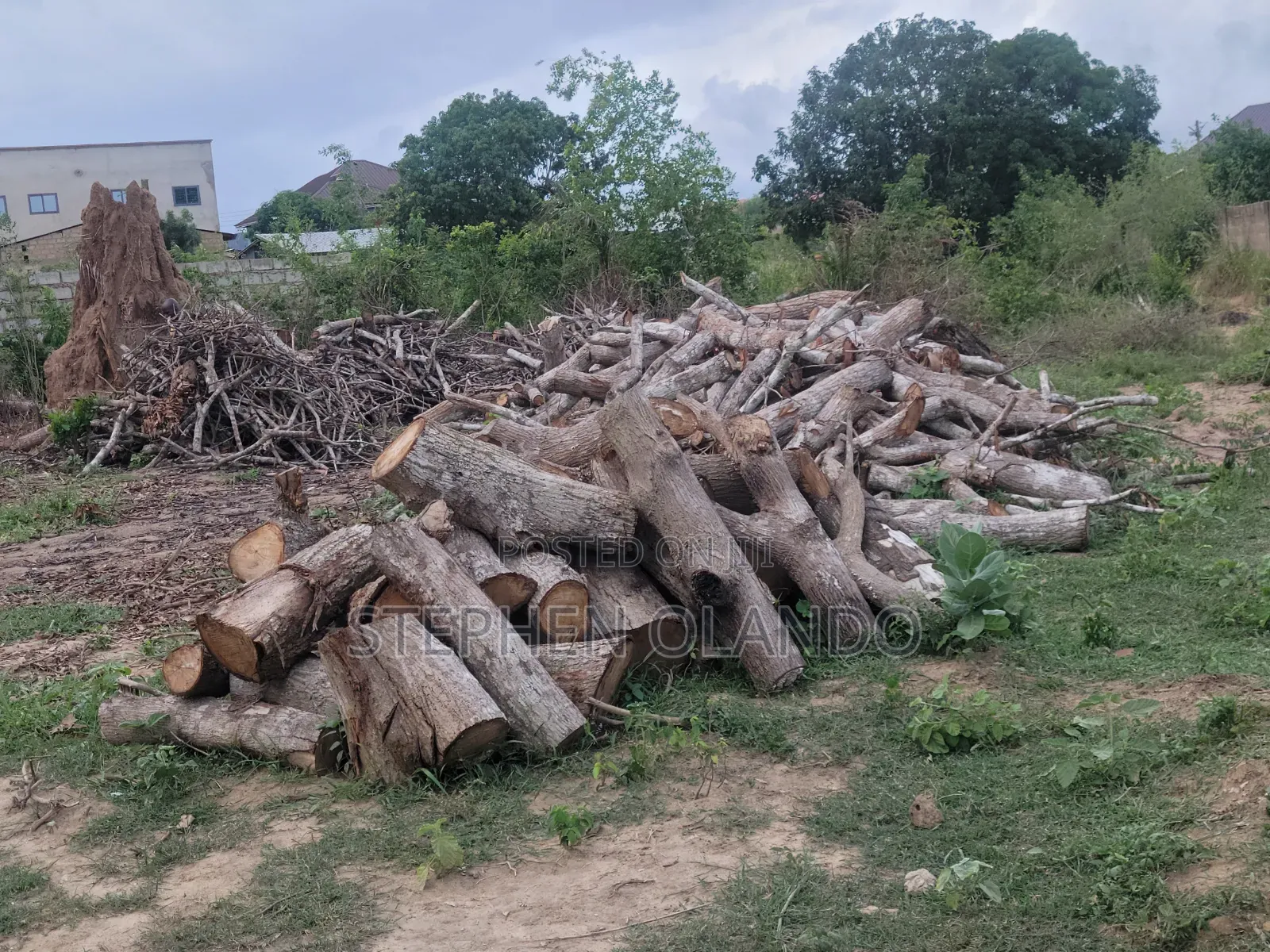 Firewood in Large Quantity