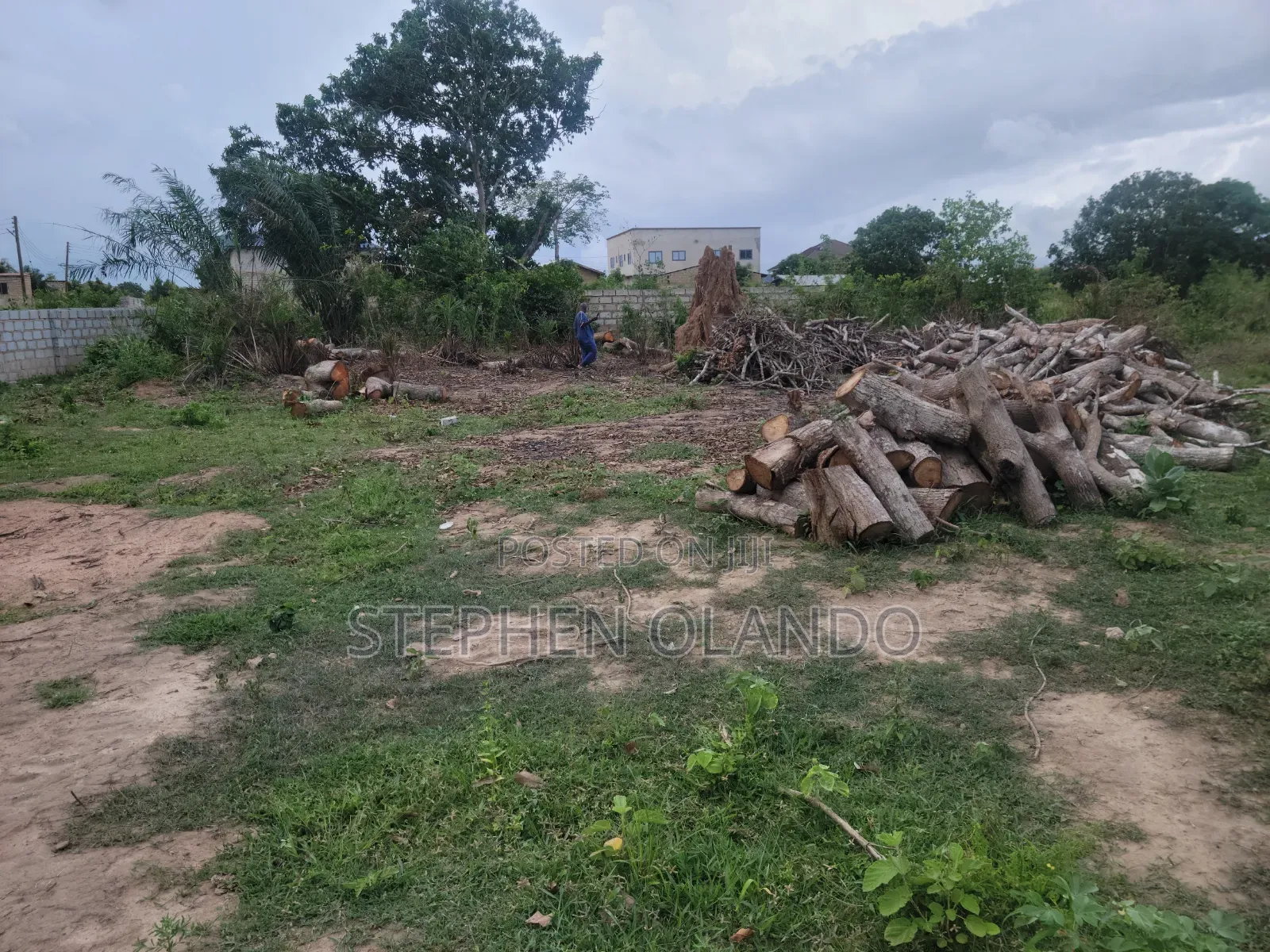 Firewood in Large Quantity