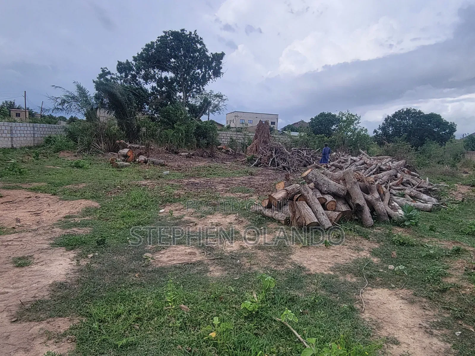 Firewood in Large Quantity