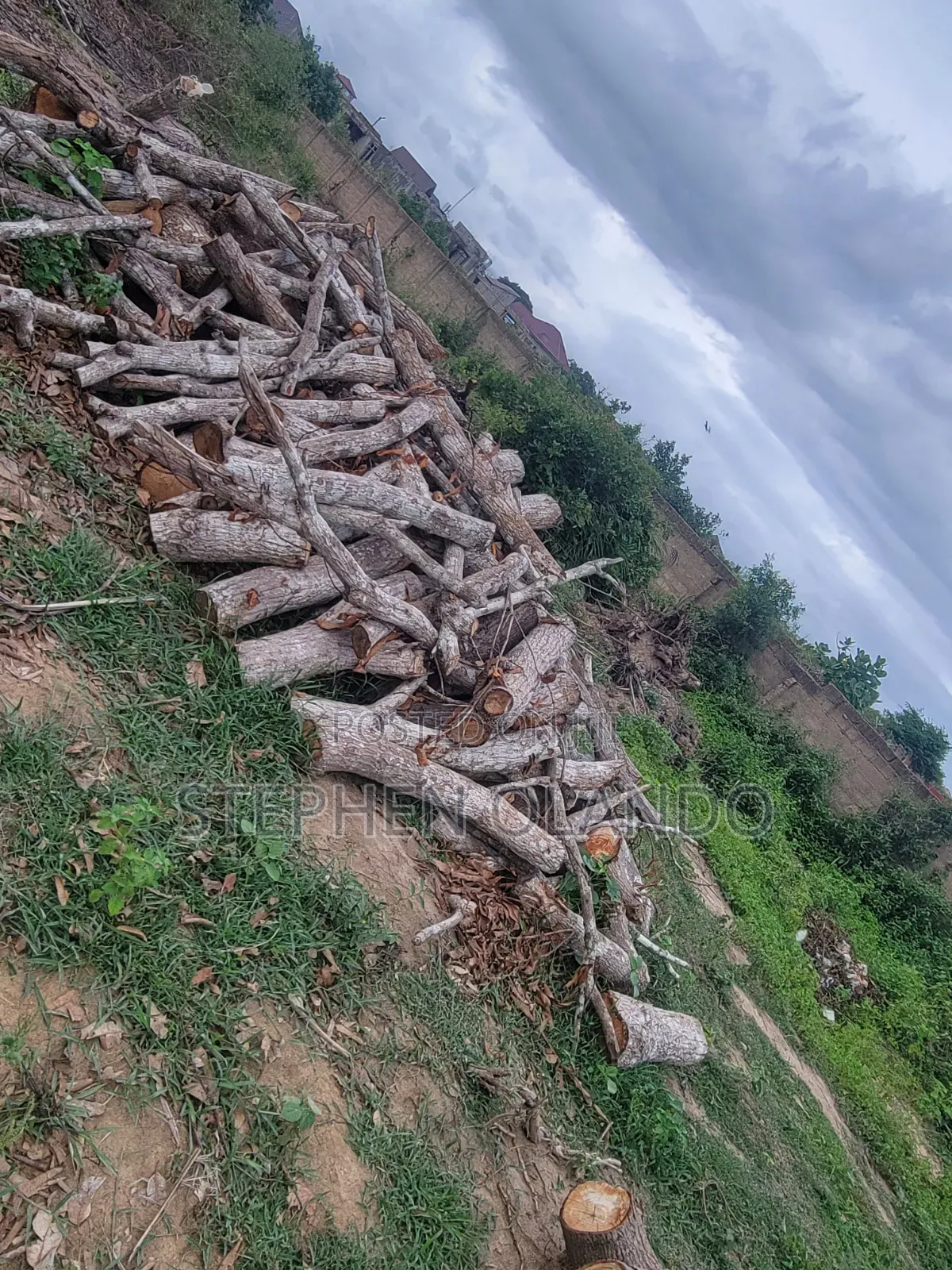 Firewood in Large Quantity