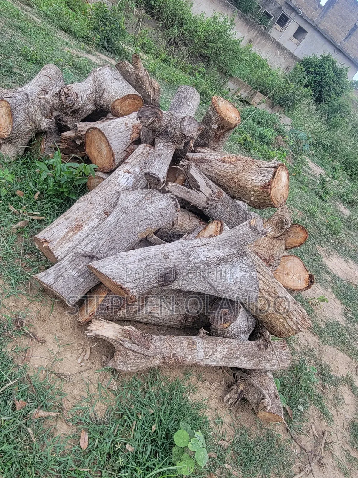 Firewood in Large Quantity