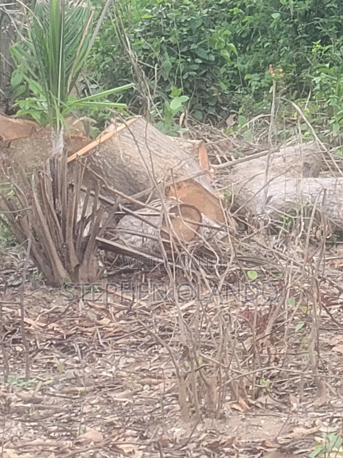 Firewood in Large Quantity