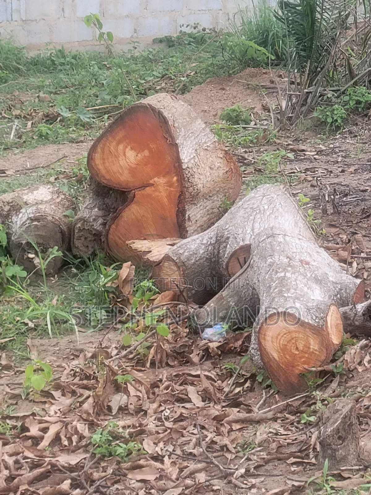 Firewood in Large Quantity