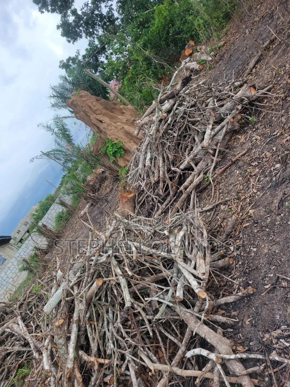 Firewood in Large Quantity