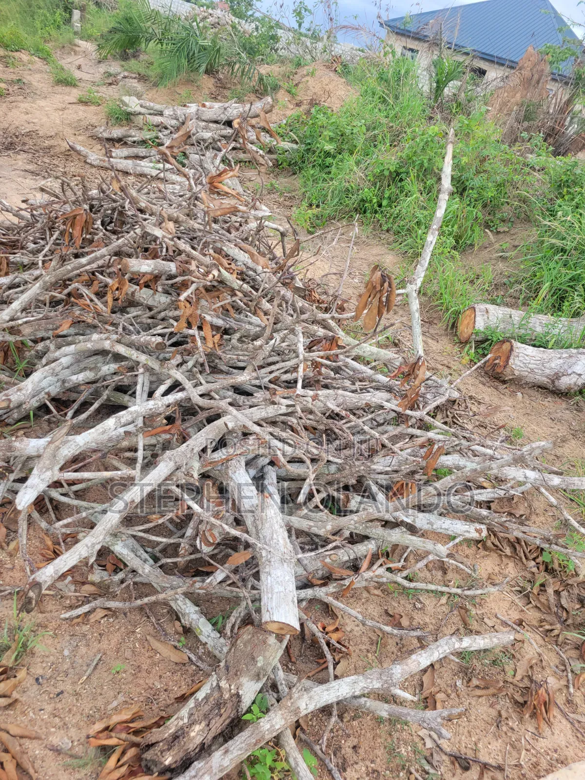 Firewood in Large Quantity