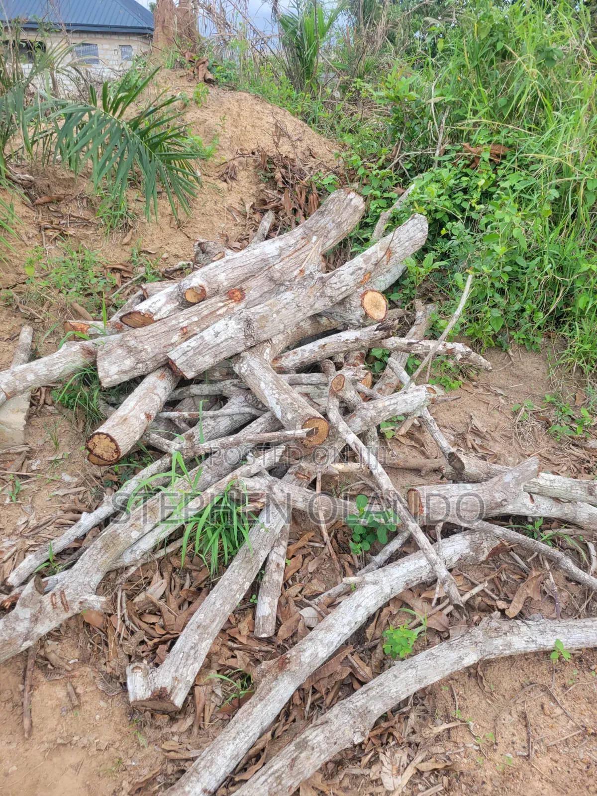 Firewood in Large Quantity