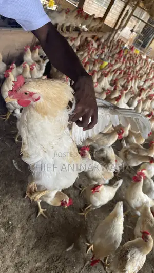 Live Birds(Cocks)