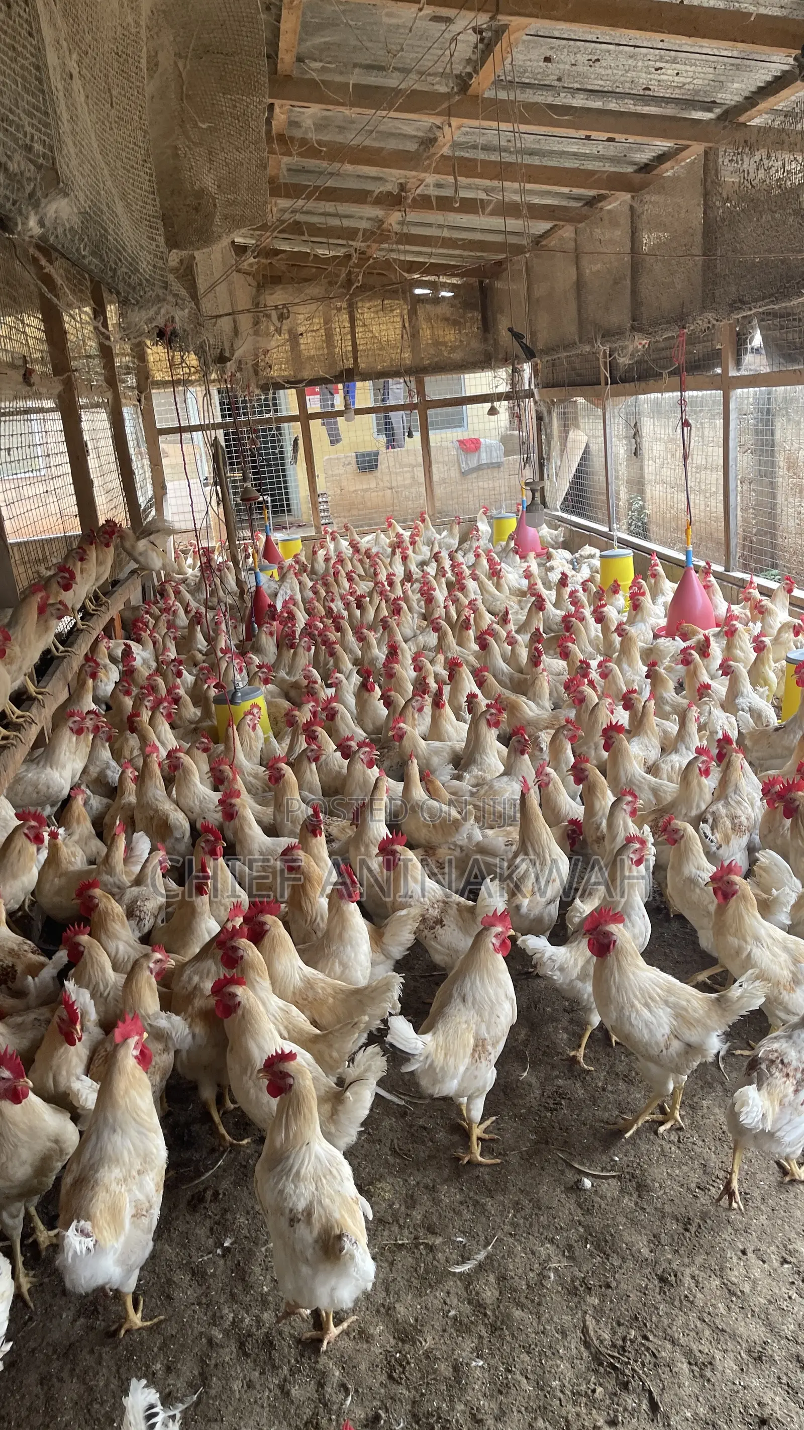 Live Birds(Cocks)
