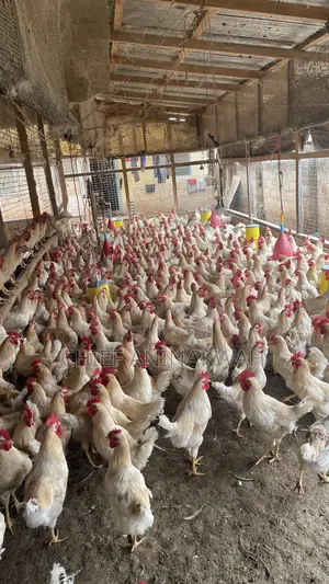 Live Birds(Cocks)